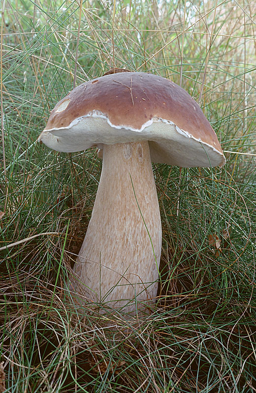 Boletus edulis